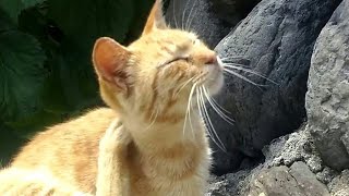 観光客にナデナデされても耐える猫島のチャトラ猫