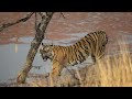 Legendary Machli Tigress– The Lady of the Lake