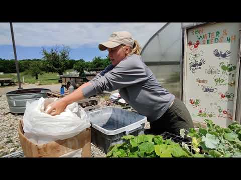 Videó: Kaolin agyag rovarirtás – Kaolin agyag használata gyümölcsfákon és növényeken