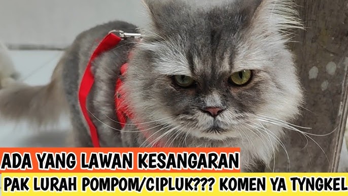 Onam uchun VIP porno videolar Porno tomosha qilish: Onam qizining dugonasini sikadi