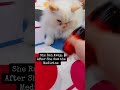 Kinky Cat Runs From Medicine But Gets Brave! 🥺🐱 | Scar Healing Journey #catreels