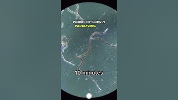 I Put a Dewormer Directly on Worms #microscope #microscopy #science