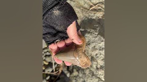 Calvert Cliffs, Chesapeake Bay: Really nice 4 inch Otodus Megalodon