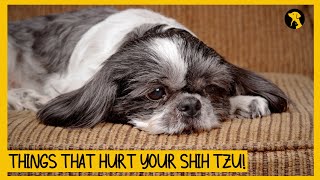5 Things That Emotionally Hurt Your Shih Tzu