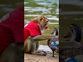 Monkey &amp; Duck's Epic Talent Showdown! 🐒v/s 🦆#animals #junglelife #monkey #naturelovers #wildlife