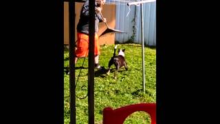 Elsa 6 Month Old Pitt Doesnt Like Yard Work