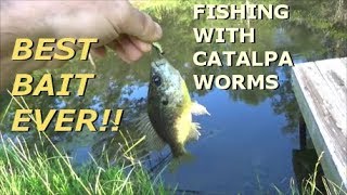 Worlds Best Bait Fishing With Catalpa Worms