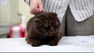 Шотландская вислоухая кошка Шотландская вислоухая кошка