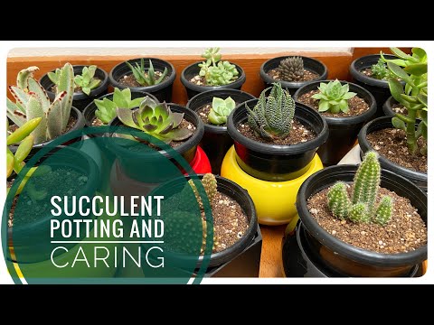 Succulents - അറിയേണ്ടതെല്ലാം/ Succulent Growing Tips For Beginners/ Easy Gardening / ഇൻഡോർ ചെടികൾ