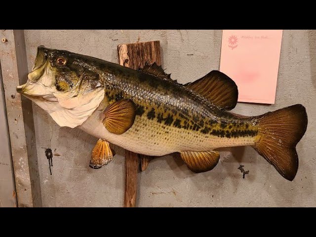 how to mount a largemouth bass series EP1 fish mounting tools