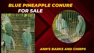 Blue Pineapple Conure for sale|Aviary|Tamil|Sale|Conures|