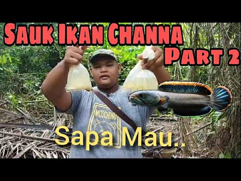 Sauk Ikan Channa Limbata Part 2 Untuk Giveaway