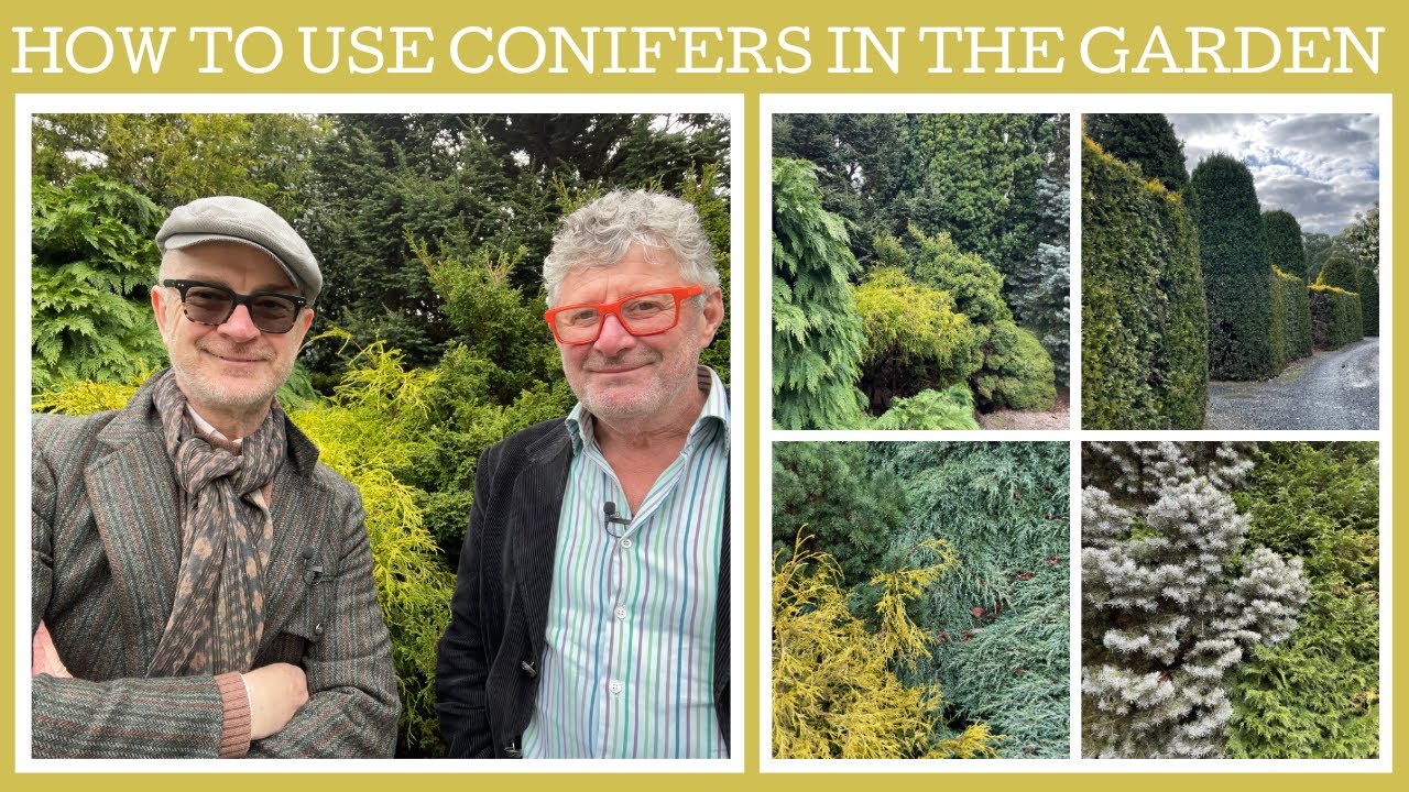 How to use conifers in the garden tips and ideas! YouTube