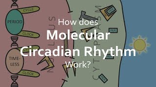 Breakthrough Junior Challenge 2018 | Molecular Circadian Rhythm