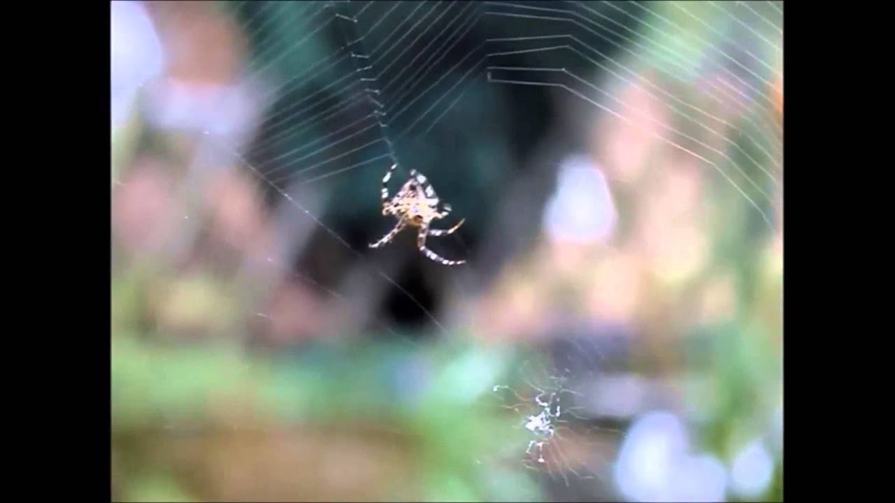 L'araignée Gipsy - Tisse sa toile - YouTube