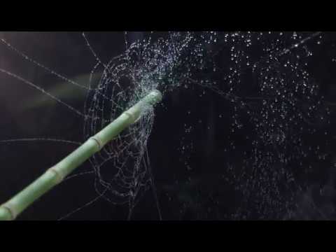 Spiderweb houdini simulation - YouTube