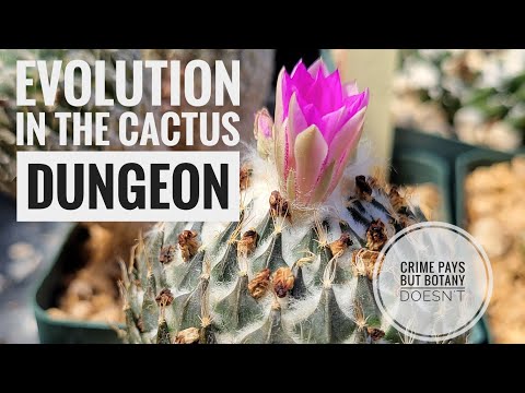 Discussing Evolution in