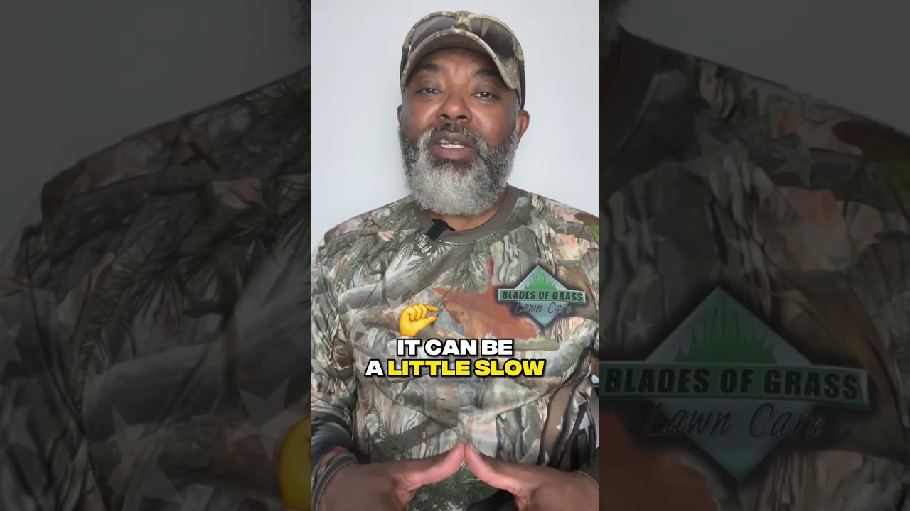 How long does Centipede grass take to get established 🤔