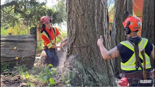 Big Timber Cutting Job, getting away from the stump.