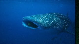 Before It's Too Late - Part 6 - Whale Shark Gypsy of the Sea