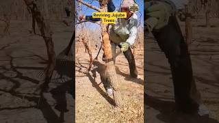 Reviving Jujube Trees by Removing Old Bark 🌳✨