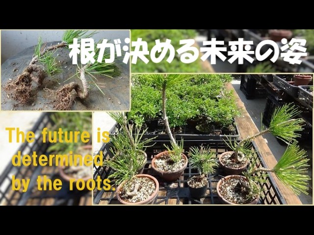 盆栽工房 春嘉 #203 【真柏の改作】真柏の素材3本を懸崖樹形に仕立て