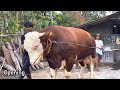 Pecah telor sapi raksasa kemalang menuju sumiland farm 