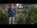 Sunflower Hybrids | Colorado Field Crop Tour
