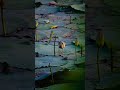 What Is The Indian Pond Heron Hunting Find Out Here Wildlife What Is The Indian Pond Heron Hunting Find Out Here Wildlife