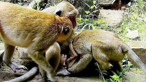 Baby Monkey Polly, Jill Try Grab Baby Polly From P...