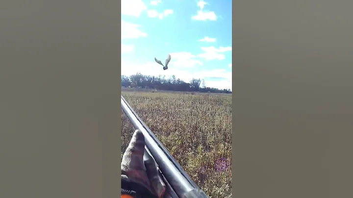 Puppy's First Pheasant, scared the crap out of me #shorts #pheasanthunting #birddog #girlswithguns