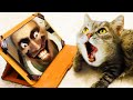 Skibidi Toilet &amp; More Scary moment for Cat