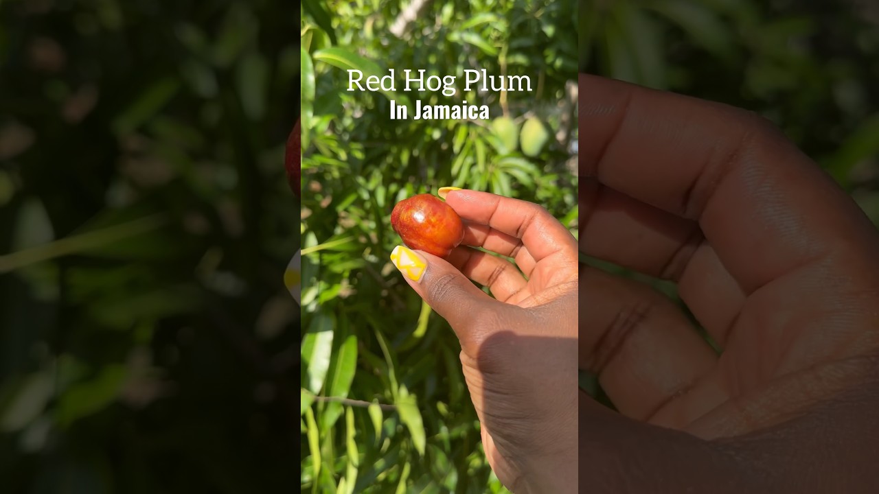 Сбор сливы сорта «Red Hog» на Ямайке 