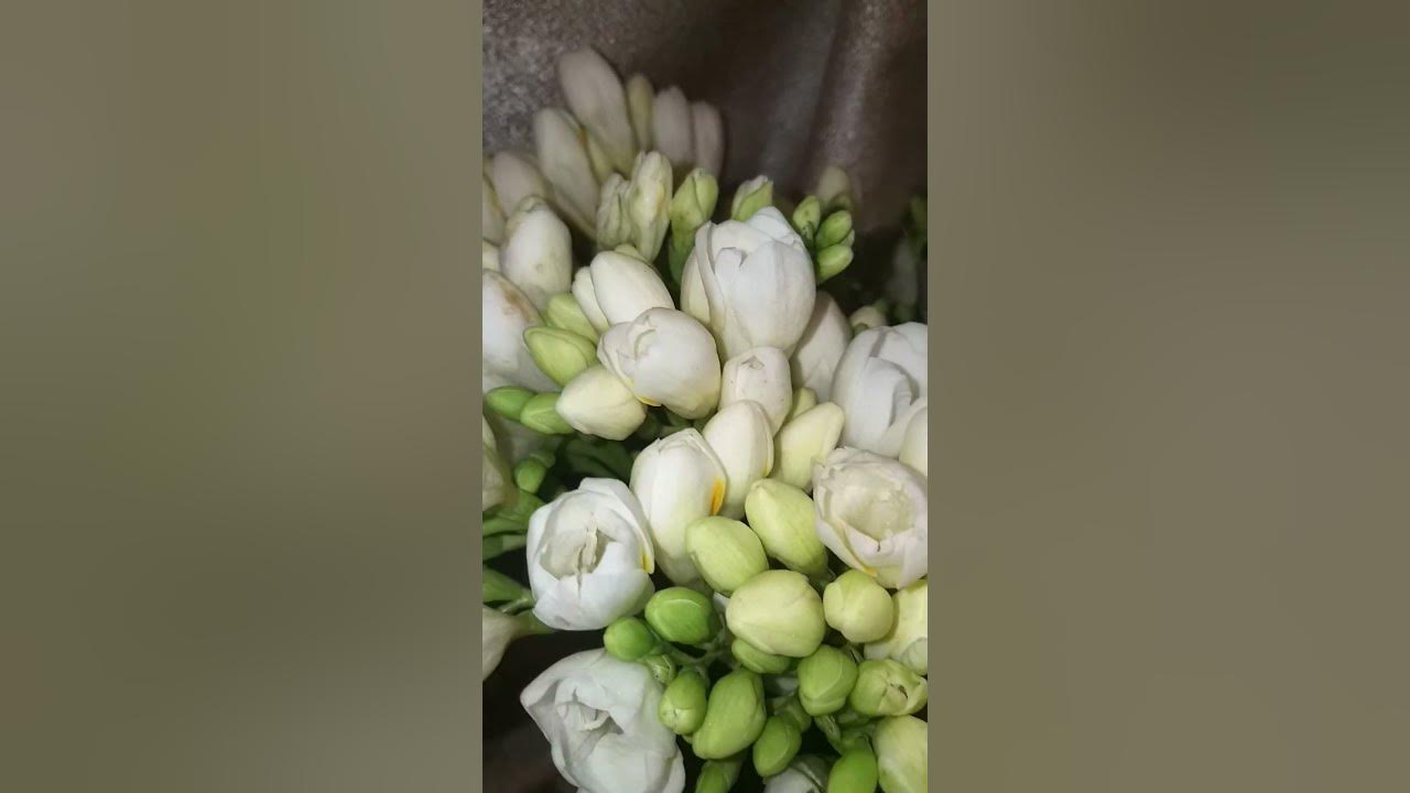 Ֆրեզիա։ Фрезия. #freesia #spring #flowers #цветы - YouTube