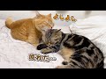 初めての引越しでへとへとになった弟猫を労わる優しい兄猫
