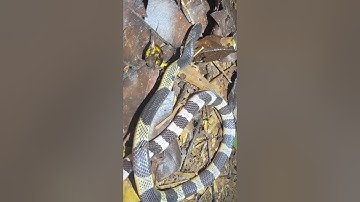 Tiếp tục đụng độ "Rắn cạp nia nam" cực độc | @thegioiran