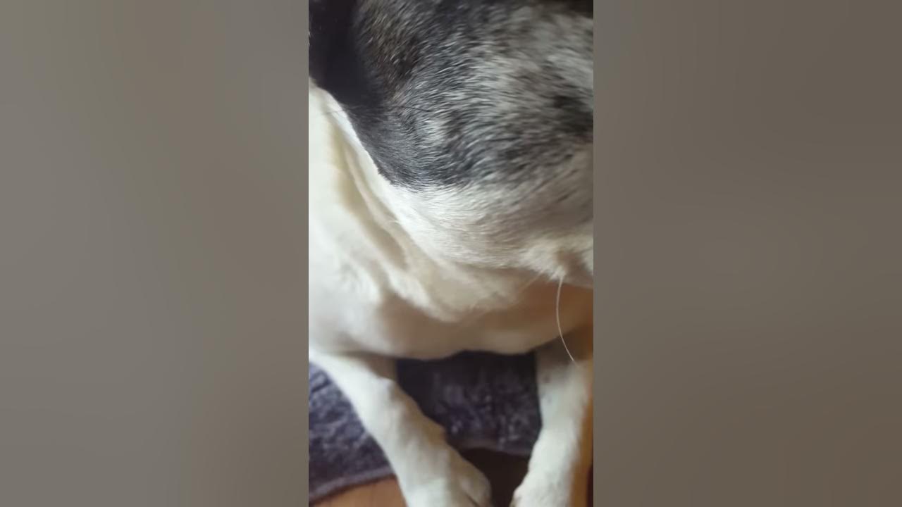 My dog licking me to Death!!! YouTube