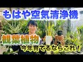 【寅年にぴったり！】育てるだけで空気がきれいになります【観葉植物】【運気アップ】【育て方】