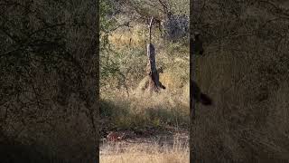 Leopard climbing the wrong tree #leopard #lepard #shortsmitmarietta  #reel  #wildlife