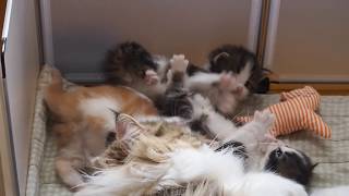 ⤗ Lavender-litter, morning workout ⬽ by Gallifrey's Norwegian Forest Cats 65 views 3 years ago 1 minute, 6 seconds