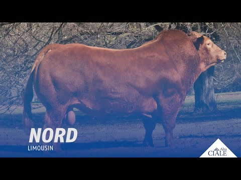 ? CIALE Alta | Toro ???? | Limousin ✅ La mejor #GENETICABOVINA