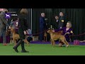 Vizslas | Breed Judging 2019 の動画、YouTube動画。