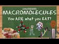 Understanding Macromolecules and Their Functions