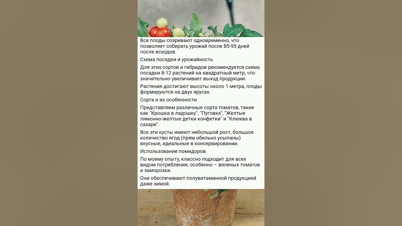 Круглый год ведро томатов с куста! Низкорослые, круглогодично ...