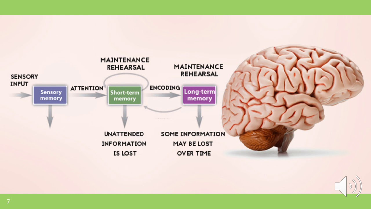 Capability of human brain