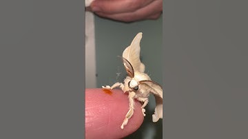 Thumbnail of The Cutest Silk Moth Ever || ViralHog