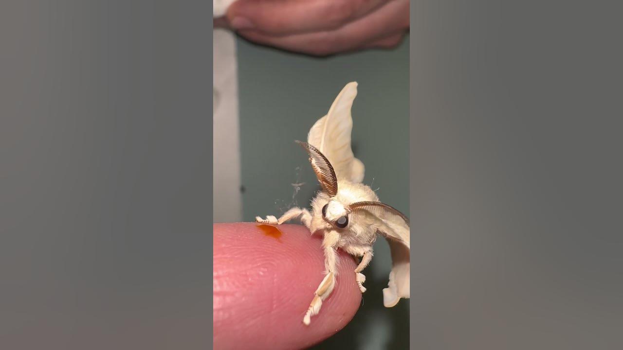 The Cutest Silk Moth Ever || ViralHog