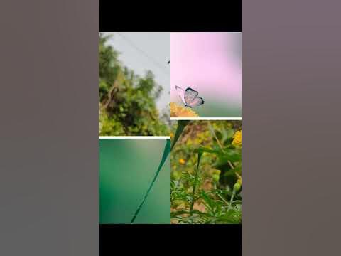 Instagram reels idea transition 🔥#reels #transition #shorts #trending