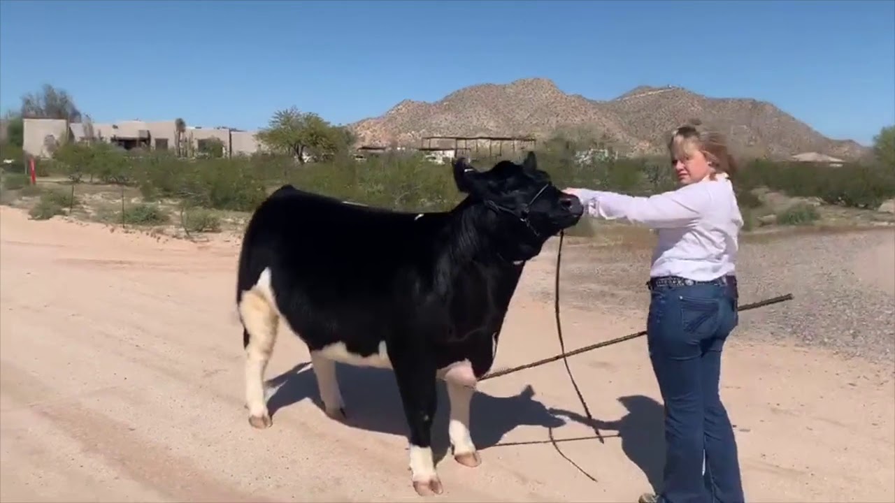 How to properly show cattle in a livestock show YouTube