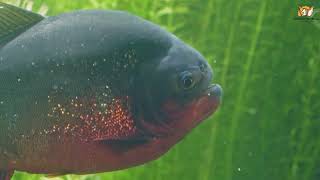 Explore Istanbul Aquarium at Aqua Florya